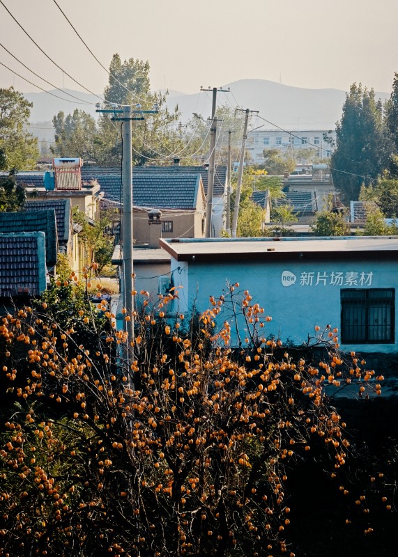 乡村民居与硕果累累的柿子树