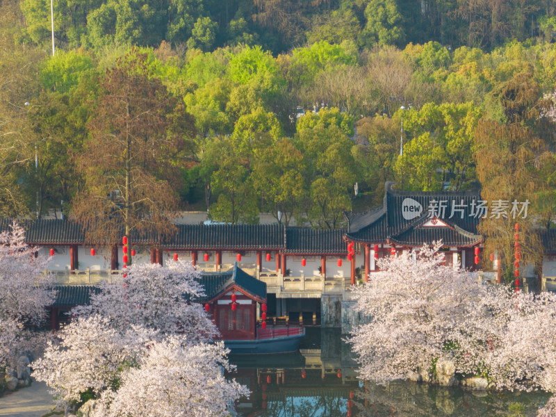 武汉东湖磨山樱花园樱花盛开