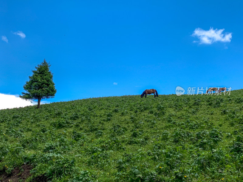 中国新疆伊犁那拉提草原夏季旅游风光