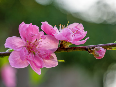 春天的桃花开花特写