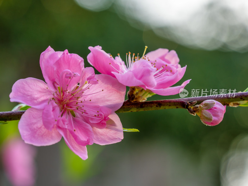 春天的桃花开花特写