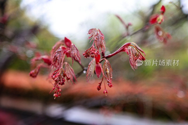 枫叶嫩芽 春天 雨水