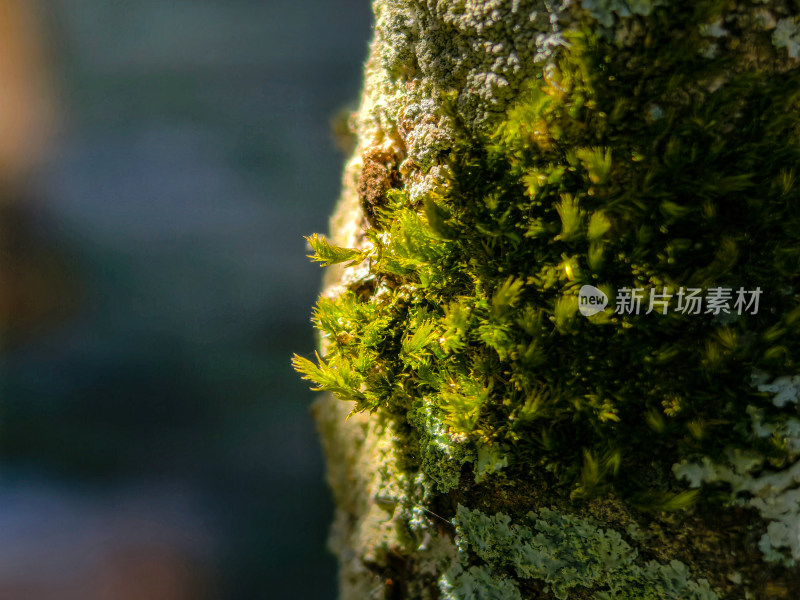 阳光照射下的树皮与苔藓近景特写