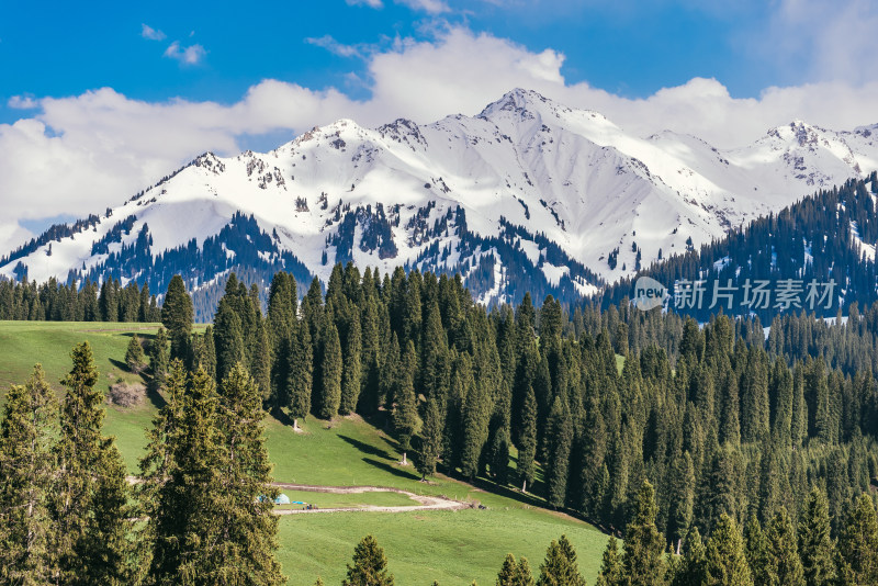 新疆伊犁库尔德宁雪山下森林和草甸风光