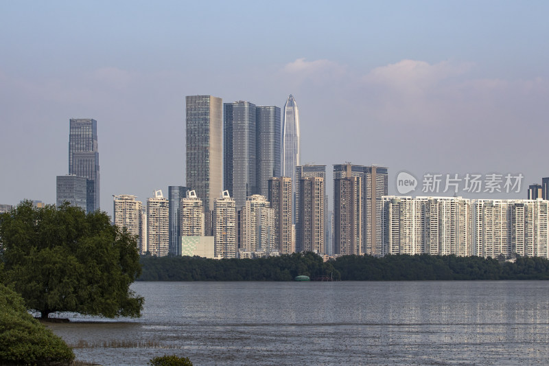 深圳湾候鸟群