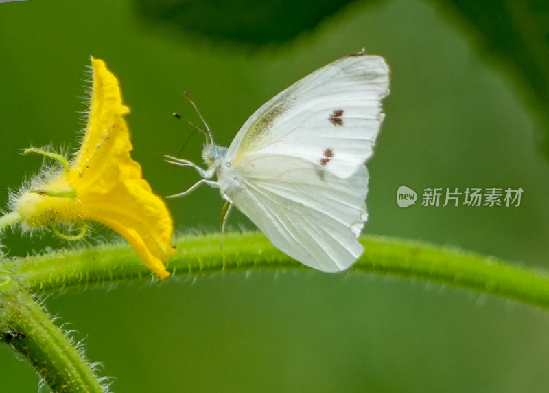 蝴蝶花蝴蝶传粉舞蹈