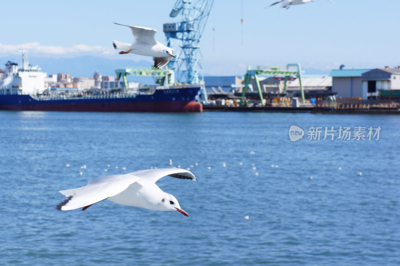 低空飞行的海鸥