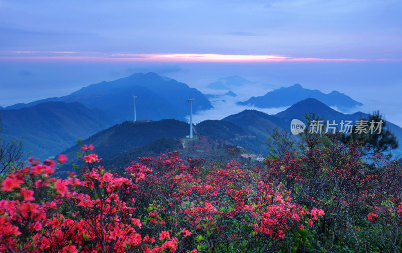 白鹤尖杜鹃花开的时候