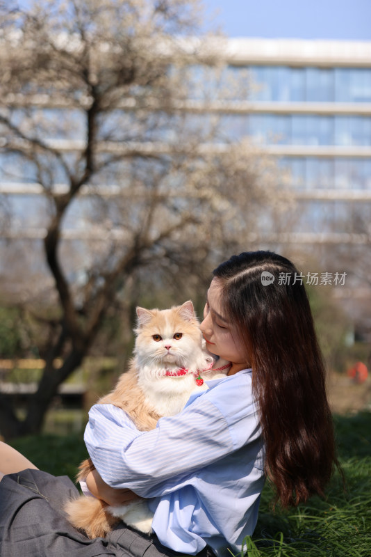 一个美女与宠物英国长毛猫的温馨互动