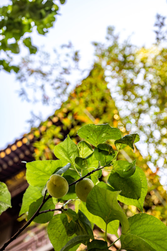 西安秦岭终南山南五台自然风光景点景观