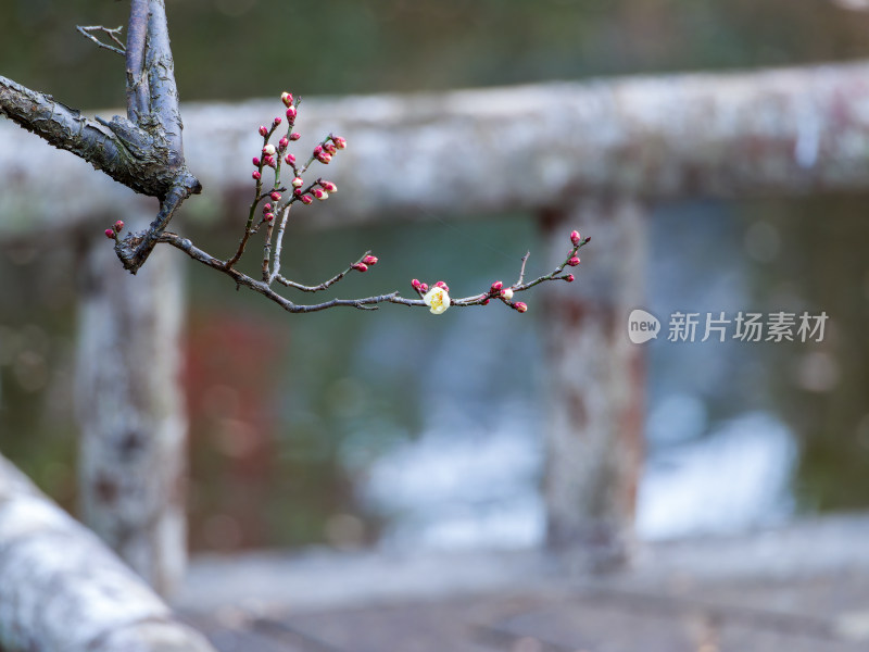 枝头梅花初绽，春意盎然的景象