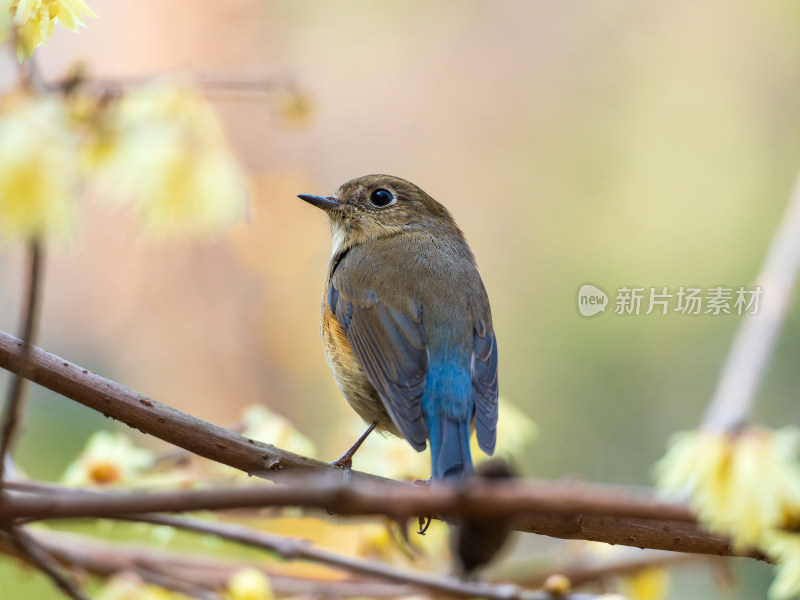 红胁蓝尾鸲站在树枝上的可爱模样