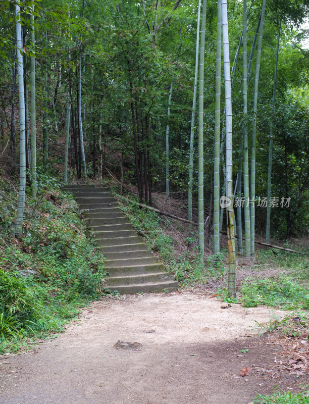 山间竹林