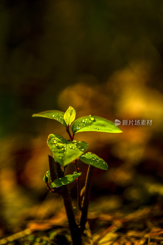 带水珠的嫩绿植物特写