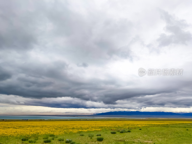 六月的青海湖风景