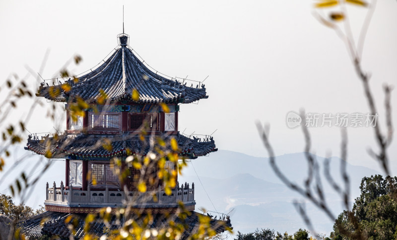 古建筑前的枝叶特写