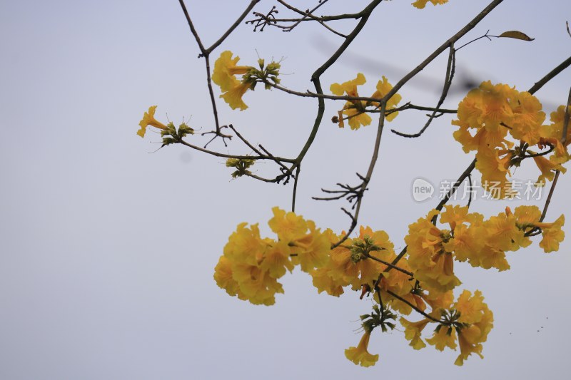 黄花风铃木 