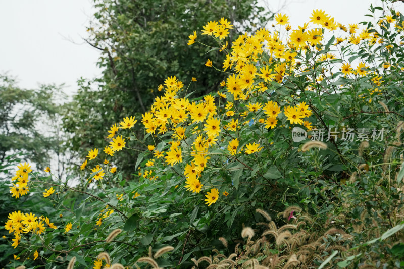 北京圆明园公园盛开的菊花