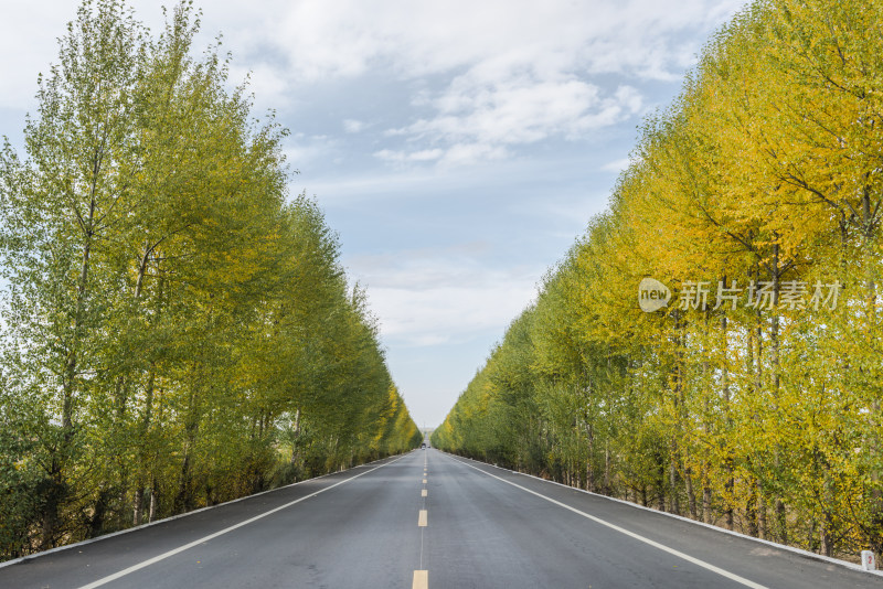 秋日林荫公路风景