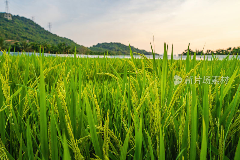 夏天，海南省三亚市农村农田正在生长的水稻