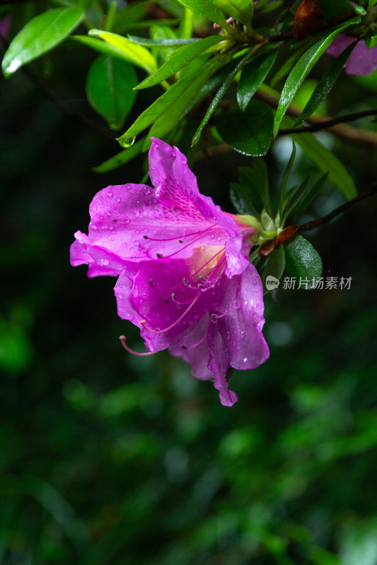 带水珠的紫色杜鹃花特写