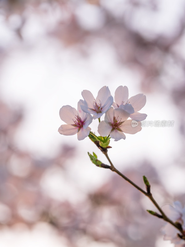 春天粉红色樱花盛开