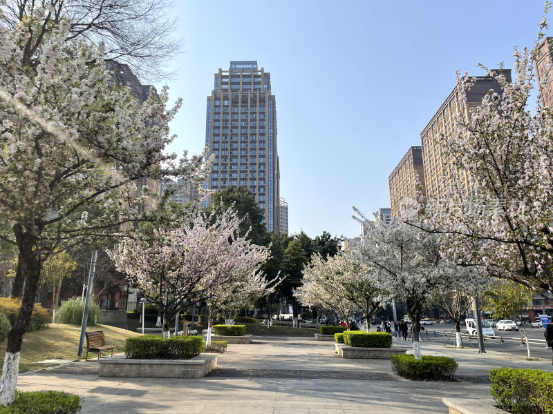 春日都市里的樱花盛景