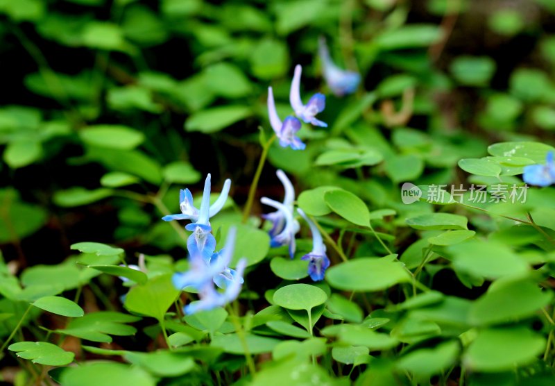 野生中药材元胡的花朵和果实