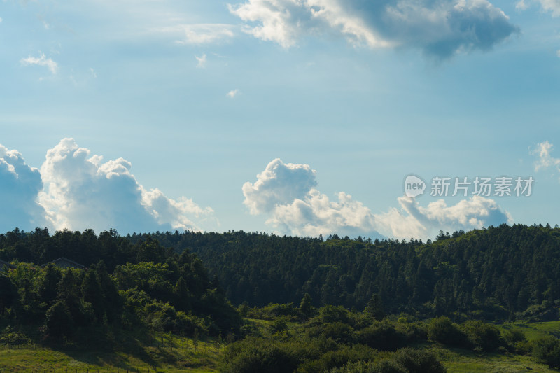 天空衬托着风景的树木