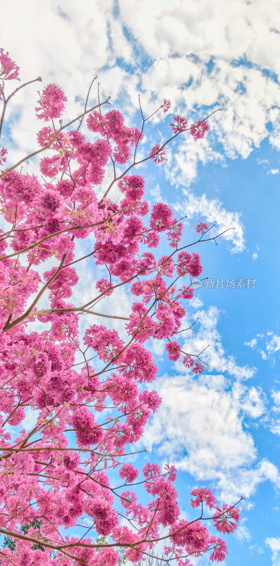 春天佛山澜石公园紫花风铃木盛开