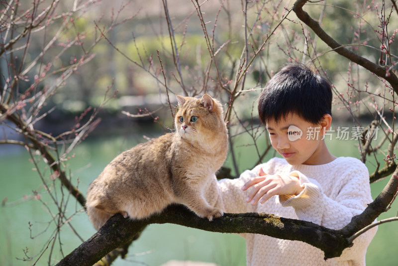 一个中国小男孩和他的宠物猫金渐层