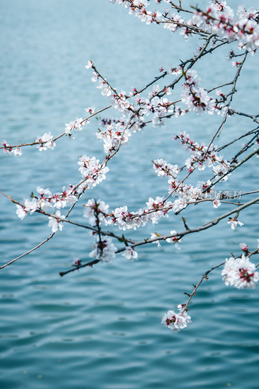 春天湖边蓝色湖面上绽放的粉白色山桃花