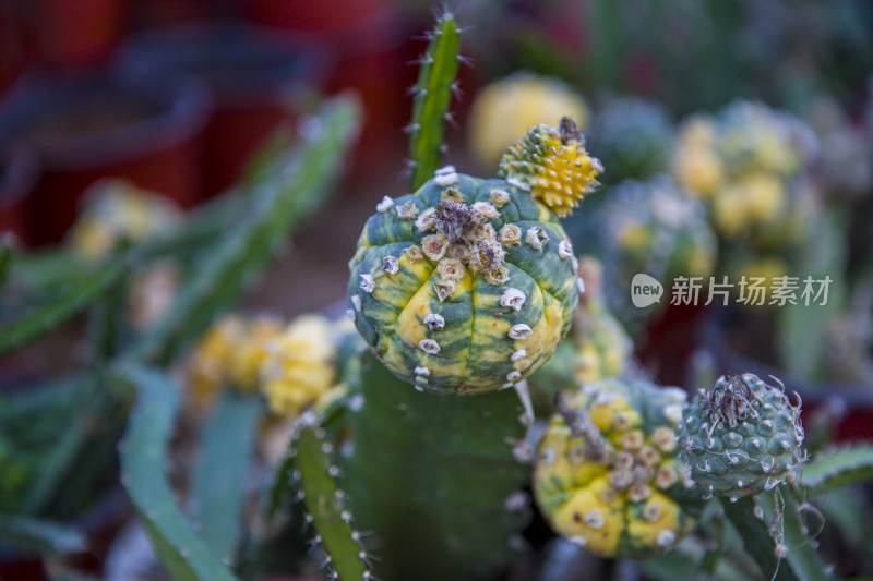 花花草草仙人植物