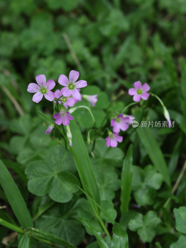 春天绿色的草地和盛开的紫色鲜花的风景