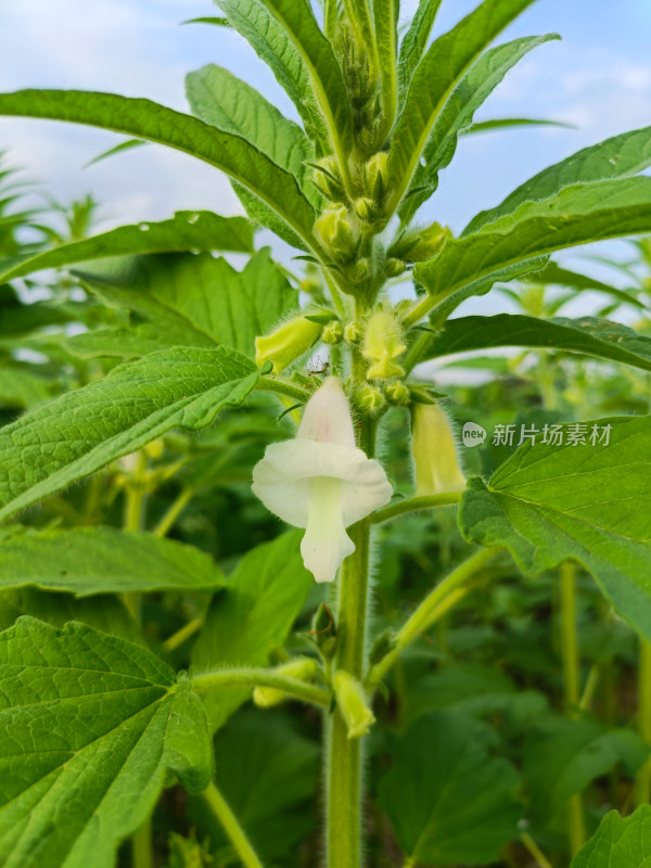 夏天成熟的芝麻籽苗杆植物特写自然