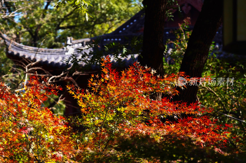 秋季红叶美景