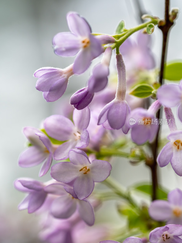 春天的芫花特写