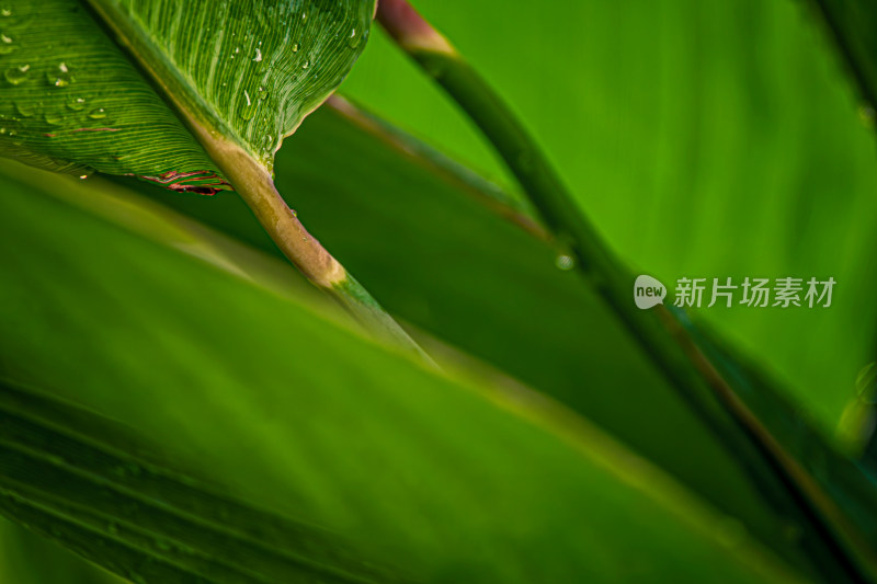 雨后晶莹剔透的绿叶