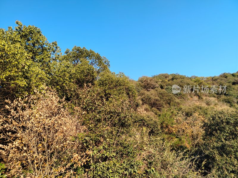 茂密的山林植被景观