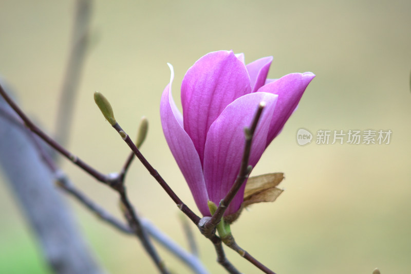 开放的玉兰花特写