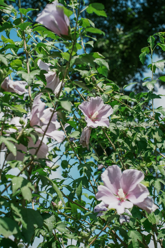 北京圆明园木槿花