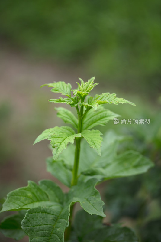 鸡树条植物特写