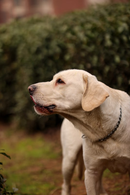 茶园里玩耍的拉布拉多寻回犬