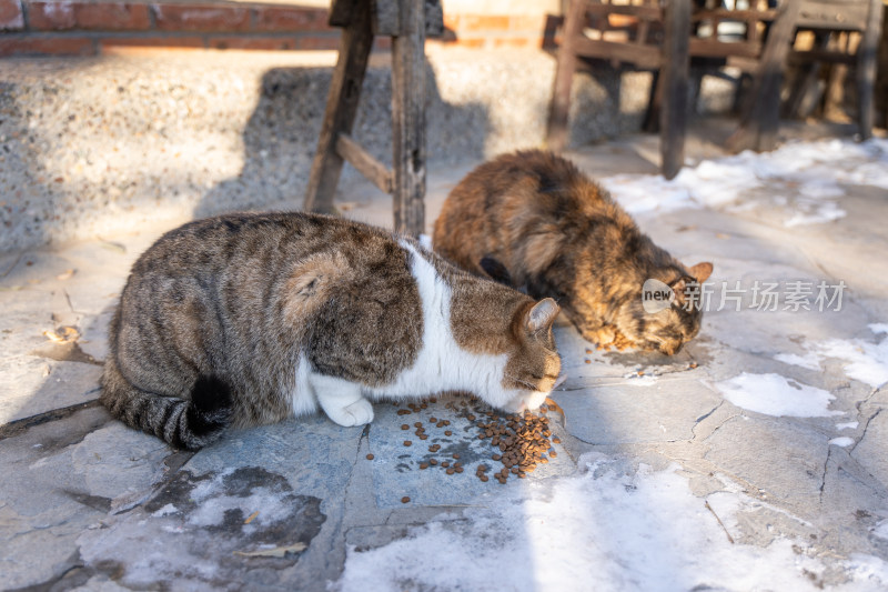 流浪猫吃猫粮乡村院子宠物猫