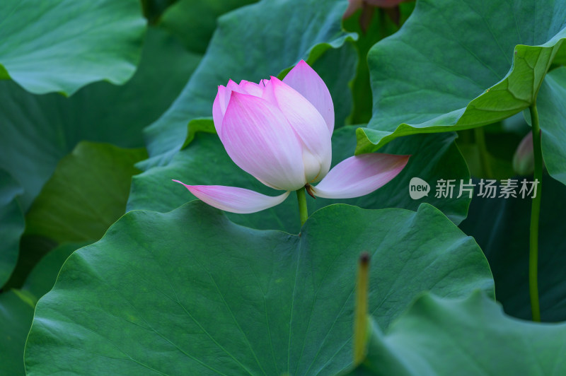 夏季荷塘荷花莲蓬荷叶特写