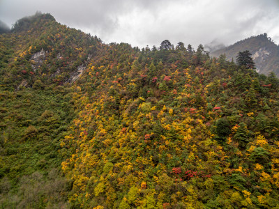 秋天树林云雾山峰