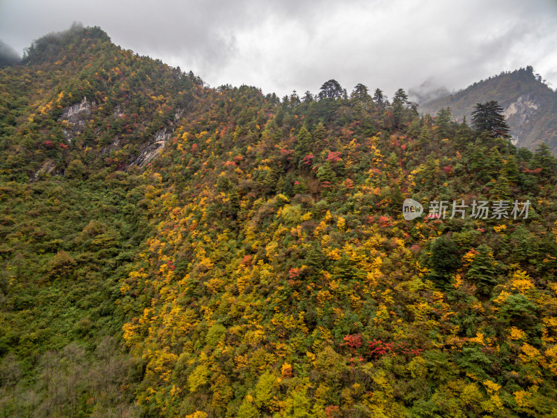 秋天树林云雾山峰