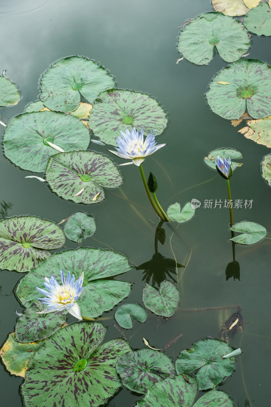 北京国家植物园睡莲