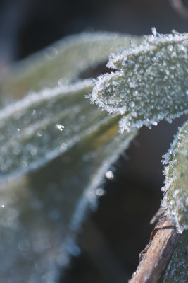 霜降节气结霜植物素材