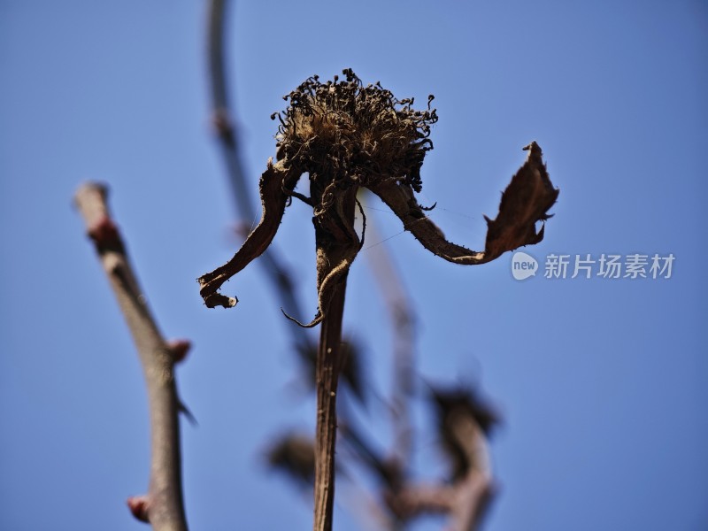 枯萎的植物特写展现生命的凋零